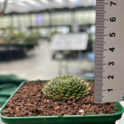 Sempervivum arachnoideum