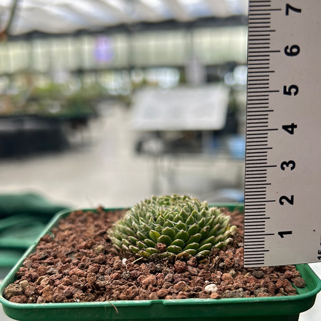 Sempervivum arachnoideum