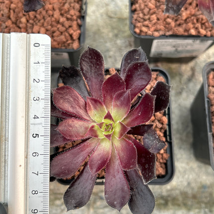 Aeonium arboreum 'Atropurpureum'
