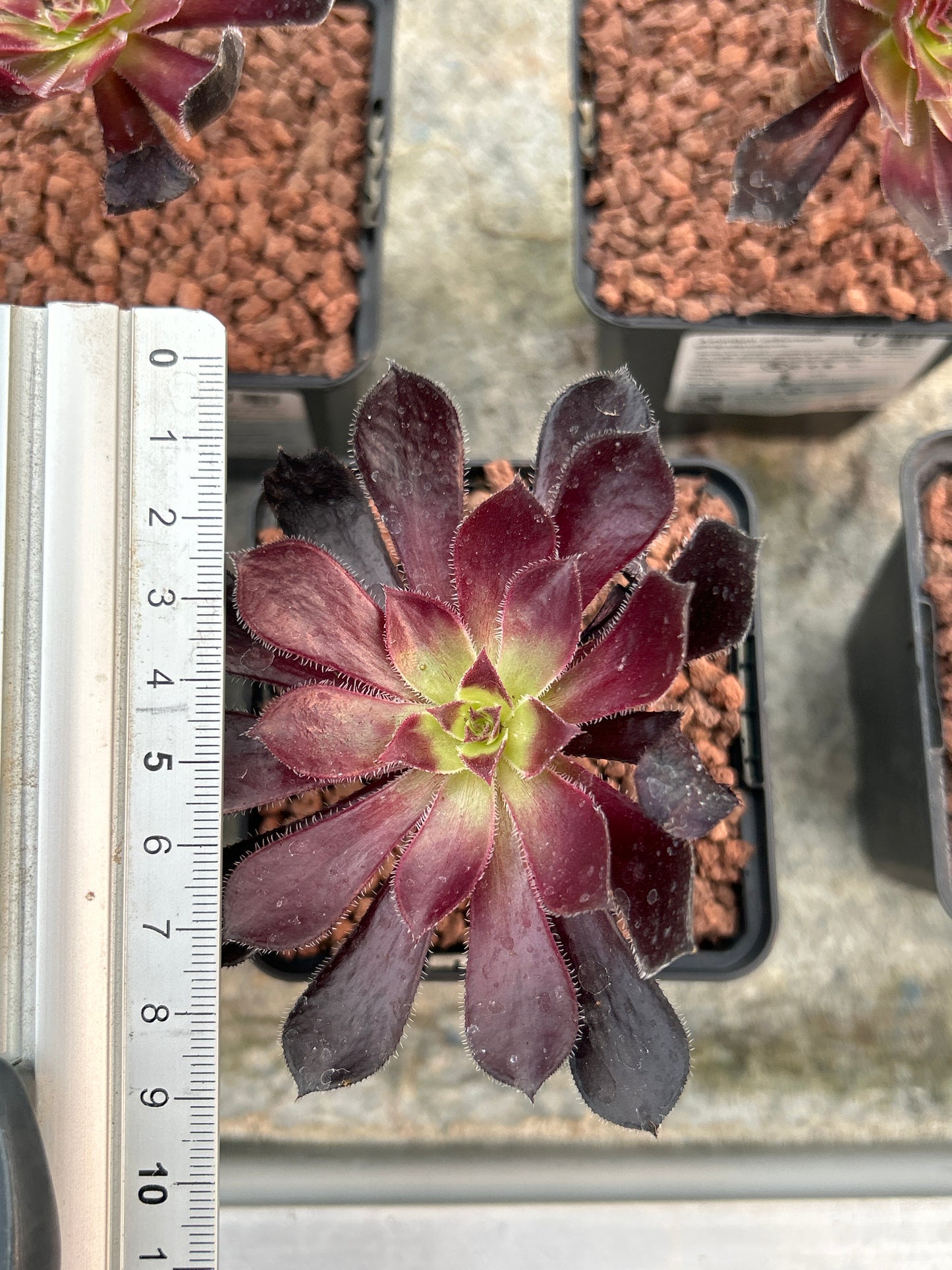 Aeonium arboreum ‘Atropurpureum’