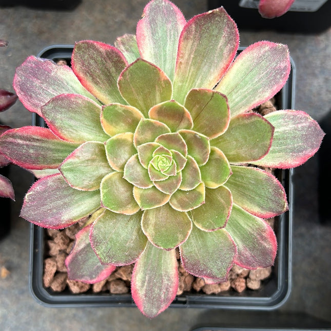 Aeonium 'Halloween' weiß