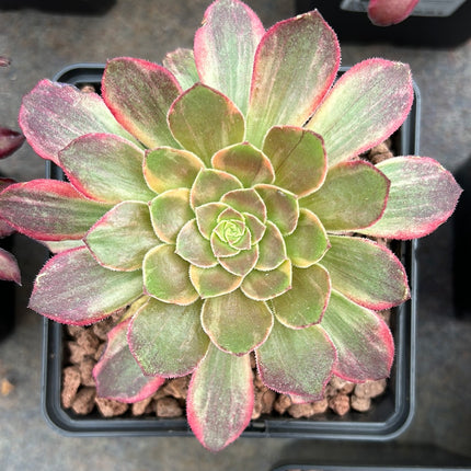 Aeonium 'Halloween' weiß