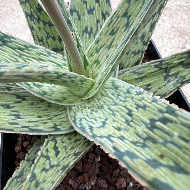 Aloe 'Brown Beauty' KZ -2013
