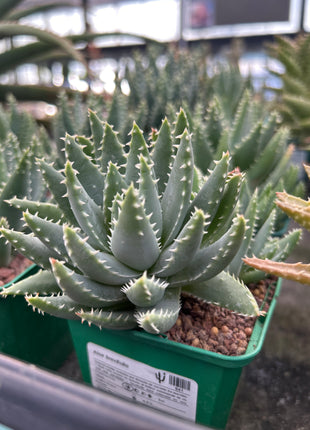 Aloe brevifolia