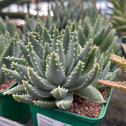 Aloe brevifolia