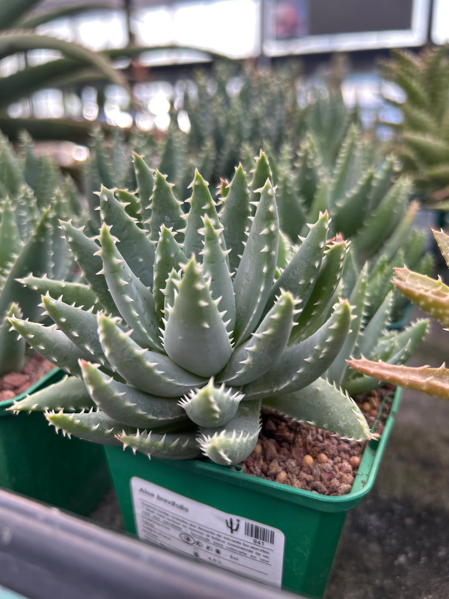 Aloe brevifolia