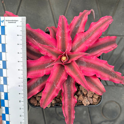 Cryptanthus bivittatus