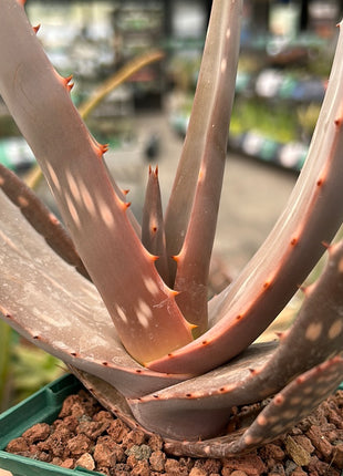 Aloe paradisicum