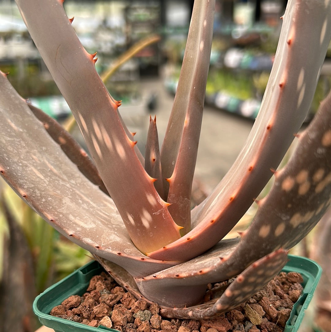 Aloe paradisicum