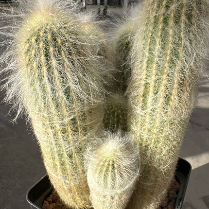 Espostoa lanata