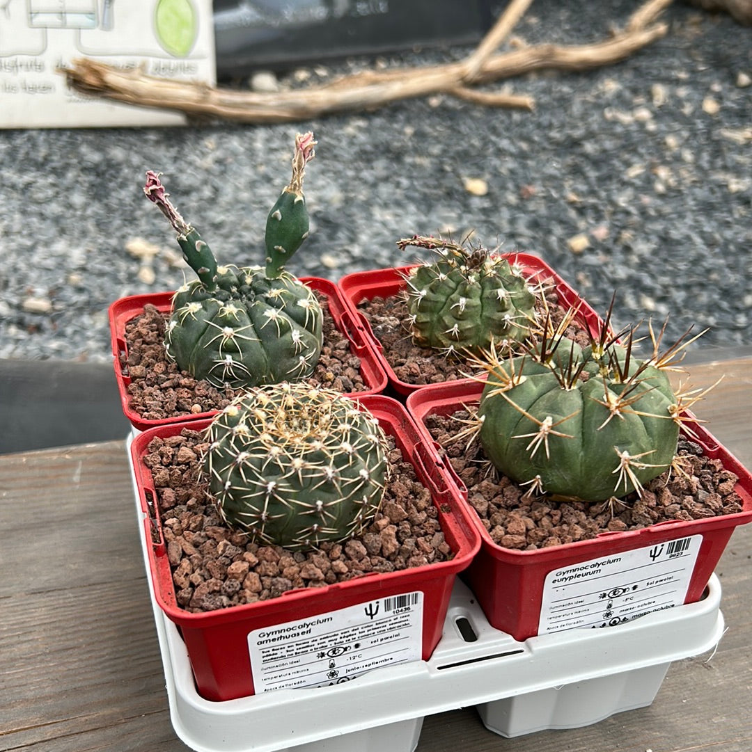 Desert PACK Gymnocalycium