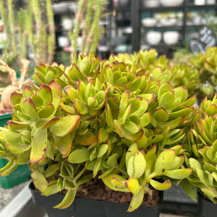 Crassula platyphylla