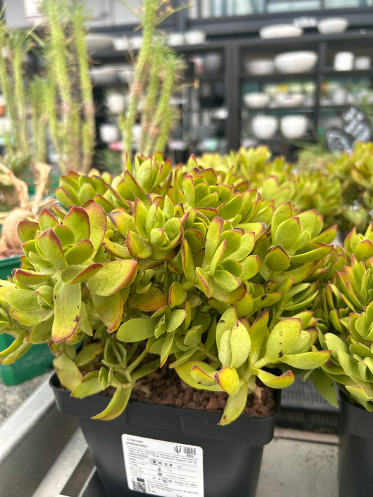 Crassula platyphylla