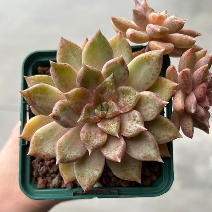 Echeveria 'Mole'