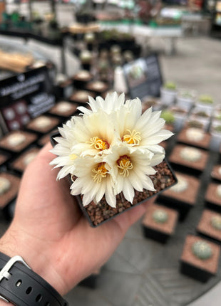 Strombocactus disciformis CITES