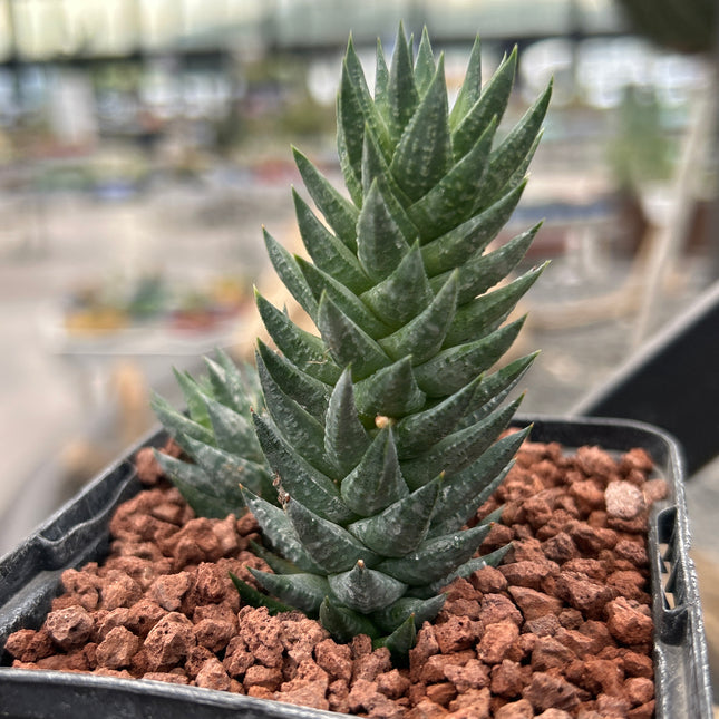Haworthiopsis glauca var. herrei