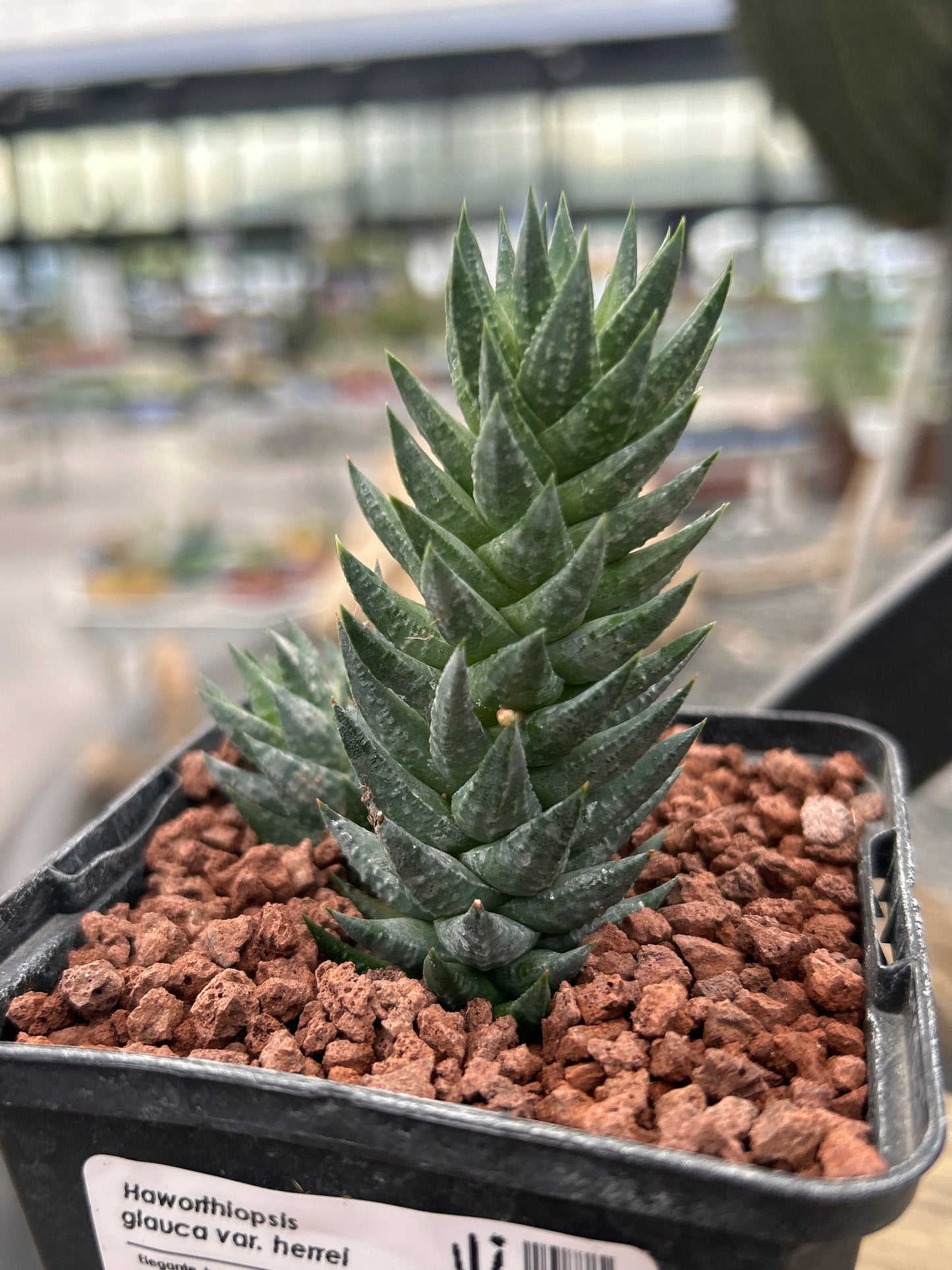 Haworthiopsis glauca var. herrei