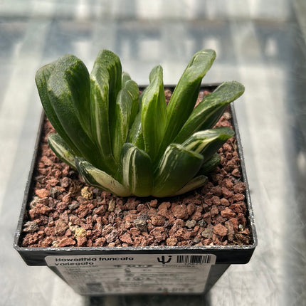 Haworthia truncata f. variegate
