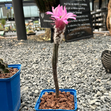 Echinocereus Poselgeri