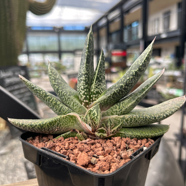 Gasteria brachyphylla