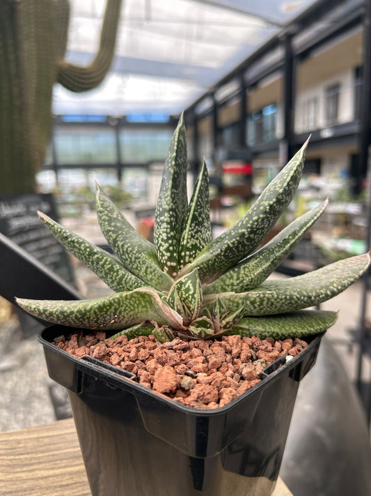 Gasteria brachyphylla