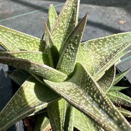x Gasteraloe 'Green Gold’
