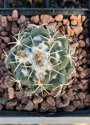 Coryphantha elephantidens