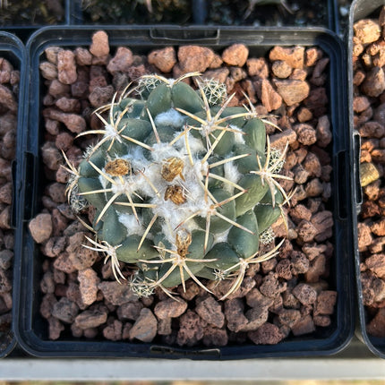 Coryphantha elephantidens