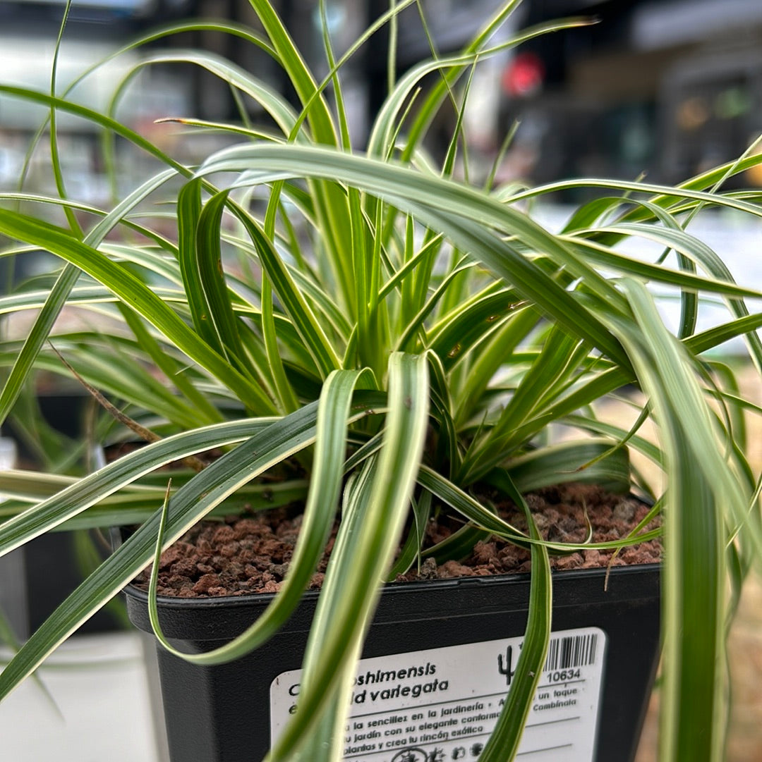 Carex oshimensis evergold variegata