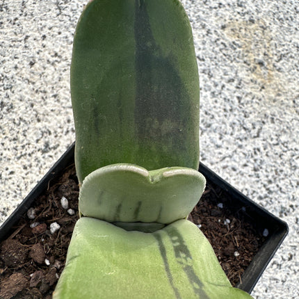 Gasteria 'Araiso no Matsu' | Gasteria Pinheiros da Costa Rochosa