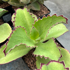 Collection image for: KALANCHOE