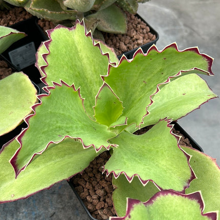 kalanchoe synsepala