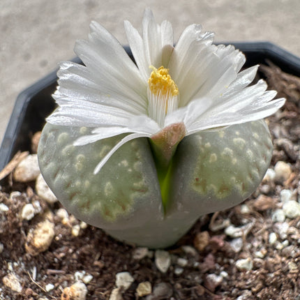 Lithops hookeri var. hookeri C085