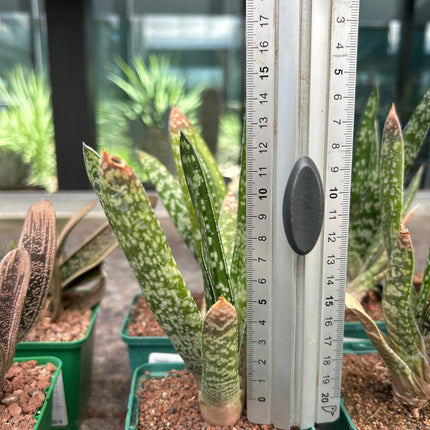 Gasteria Pulchra