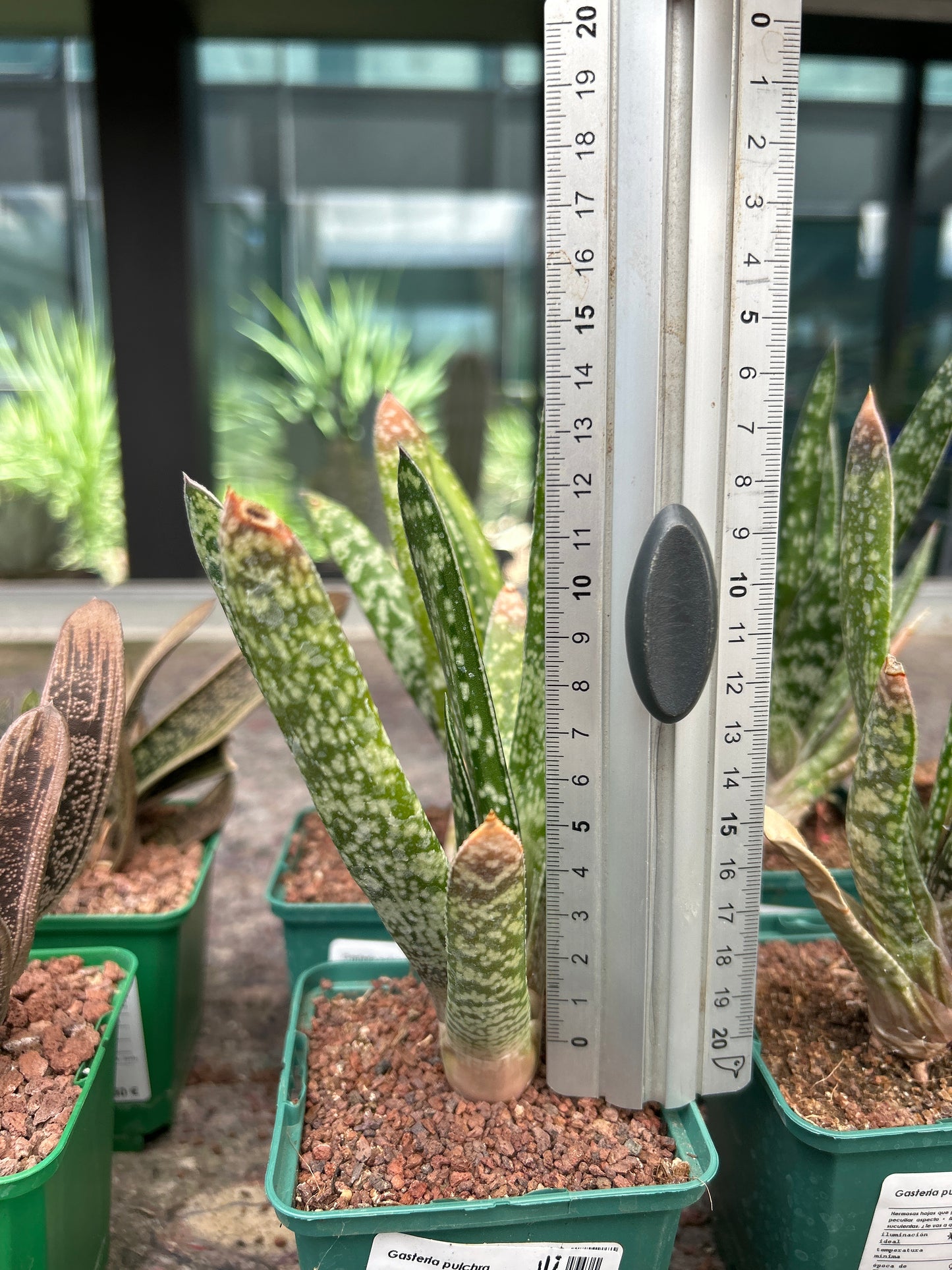 Gasteria pulchra