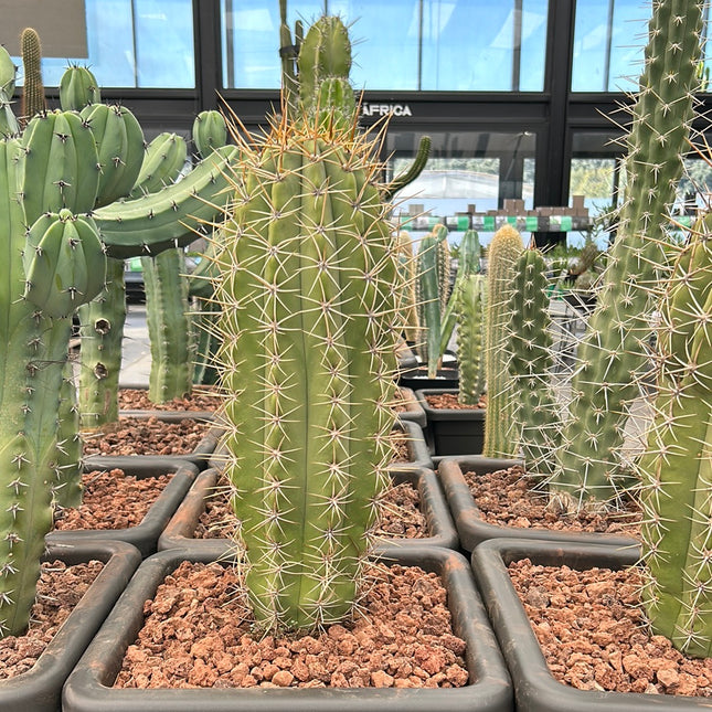 Trichocereus Atacamensis subsp. Passcana