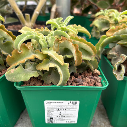 Kalanchoe ‘Maltese Cross’
