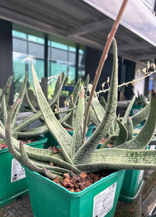 Gasteria acinacifolia-Alge