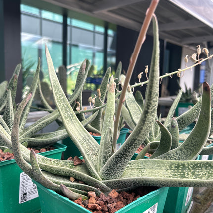 Gasteria acinacifolia-Alge