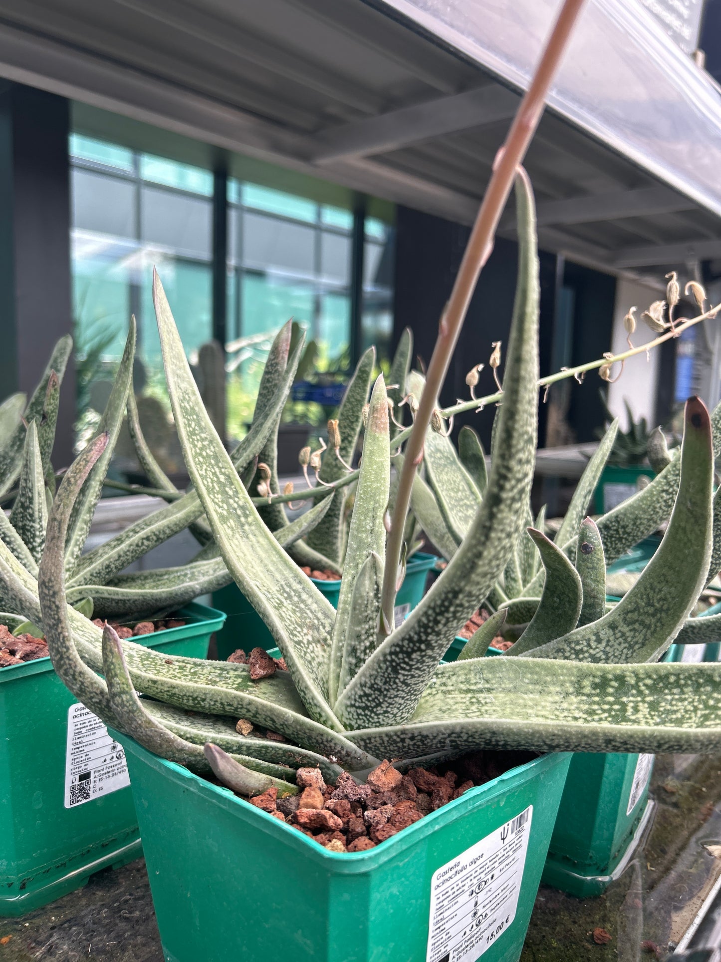 Gasteria acinacifolia algae