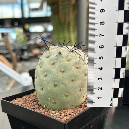 Tephrocactus geometricus ‘Diablo’