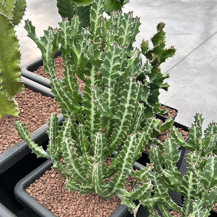 Euphorbia lactea