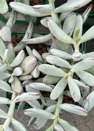 Keimblatt arbiculata 'Silver Peak'