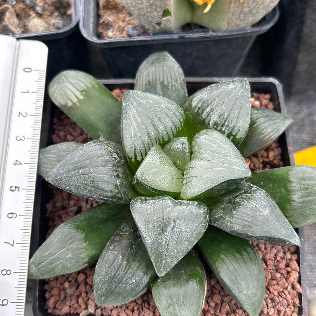 Haworthia 'Jolenaae'