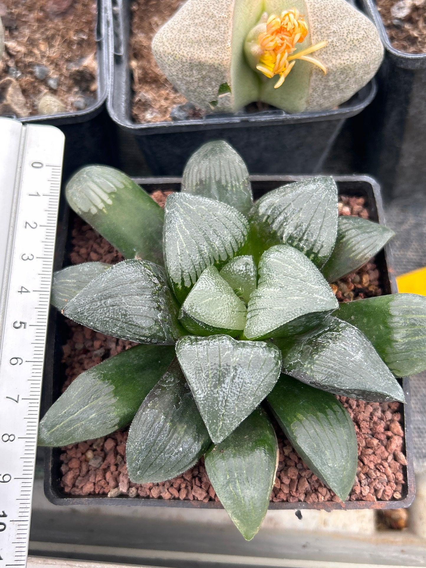 Haworthia 'Jolenaae'