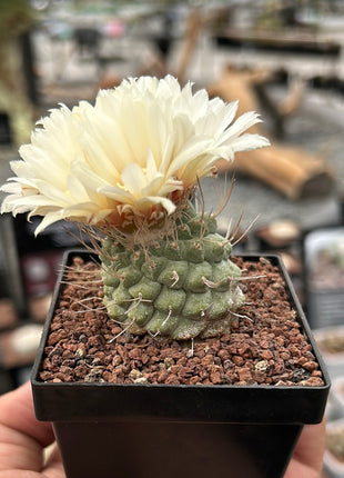 Strombocactus disciformis CITES