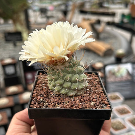 Strombocactus disciformis CITES