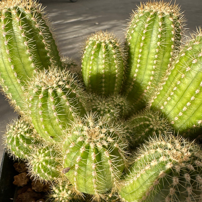 Soehrensia (Ex Trichocereus) huascha