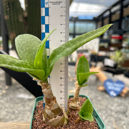 Ledebouria concolor