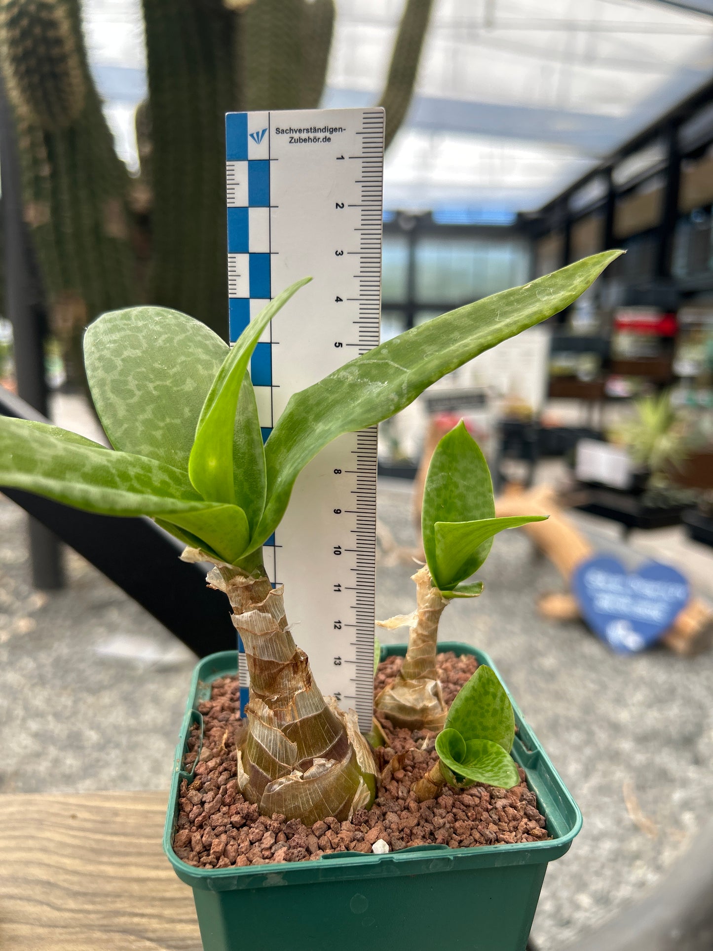 Ledebouria concolor